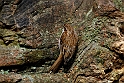 Treecreeper - C